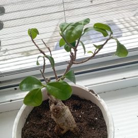 Ficus ginseng – frunze deteriorate