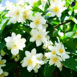 iasolie-lamaita-flori-albe