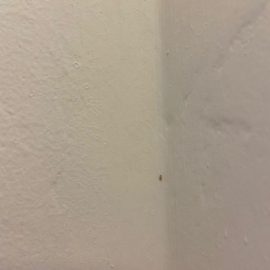 Insecte de mici dimensiuni în apartament