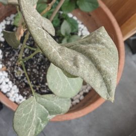 Liliac in ghiveci – frunze cu aspect fainos
