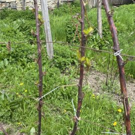 Mur thornfree – pete pe tulpina plantelor