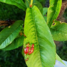 Nectarin – basicarea frunzelor