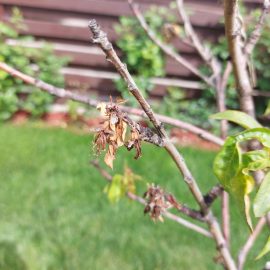 Nectarin – frunze afectate (basicarea frunzelor)