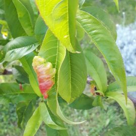 Nectarin cu leziuni pe frunze (basicarea frunzelor)