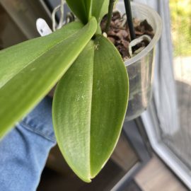 Orhidee - mucegai la radacina