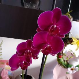 Orhidee phaelenopsis - prezinta semne de boala?