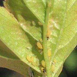 Paducel plantat recent - atac de afide