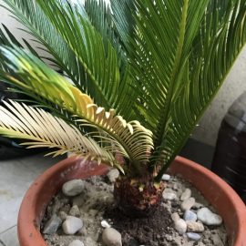 Palmier Cycas -frunze ingalbenite