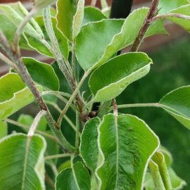 tratamente par - pete pe frunze (acarianul eriofid)