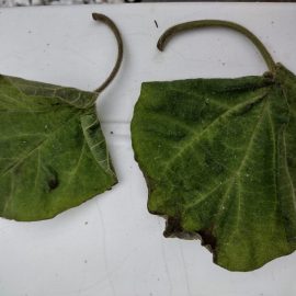 Paulownia plantata recent la dimensiuni mari – caderea frunzelor