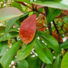 Photinia – caderea frunzelor