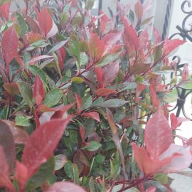 Photinia - frunze patate cu puncte rosii micute