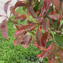 Photinoa red robin plantata recent – depreciere usoara