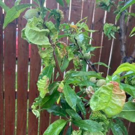 Piersic – frunze incretite