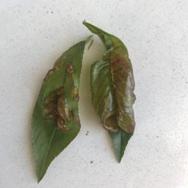 Piersic turtit – basicarea frunzelor