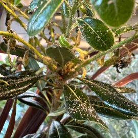 planta frunze lipicioase - tratamente impotriva afidelor