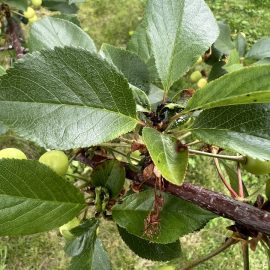 Pomi fructiferi si plante ornamentale – atac de afide