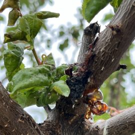 Pomi fructiferi si plante ornamentale – atac de afide