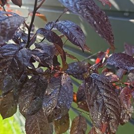 Prunus nigra - atac de afide si frunze roase