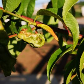 piersic tanar – frunze deformate (basicarea frunzelor)