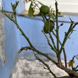 Rhododendron, lamai si salvie – atac de daunatori