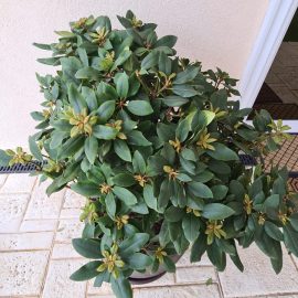 Rododendron - simptome usoare de depreciere, lipsa infloririi