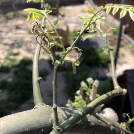 Sophora japonica pendul – uscare frunze