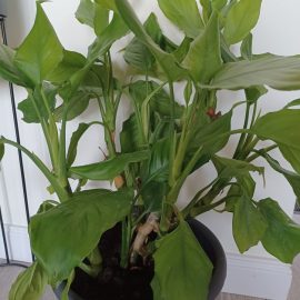planta primita recent – frunze ofilite