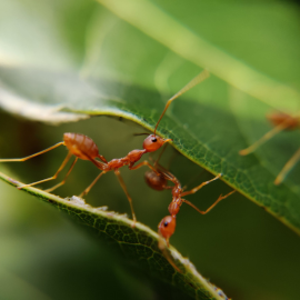 Stiai ca furnicile sunt un semn ca plantele tale pot avea afide?
