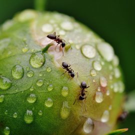 Stiai ca furnicile sunt un semn ca plantele tale pot avea afide?