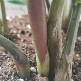 zamioculcas – tulpina maronie și frunze îndoite