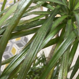 Yuca+dracena(pete negre) si palmier phoenix canariensis(frunze uscate)
