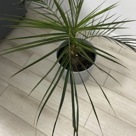 Yuca+dracena(pete negre) si palmier phoenix canariensis(frunze uscate)