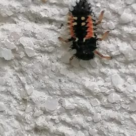 Insecta lipicioasa pe perete (buburuze)