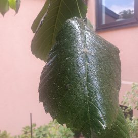 Dud altoit (ornamental) - secretie lipicioasa pe frunze (atac afide)