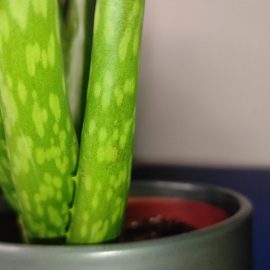 Aloe – frunze moi si vârfuri îndoite