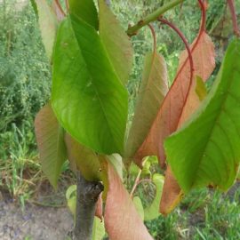 Cires – frunze ofilite cu tenta rosiatica
