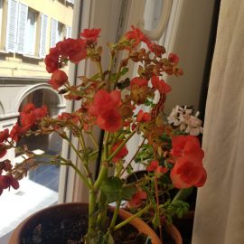 Begonia, Flori mici