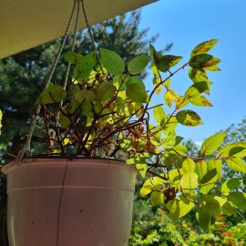 Fuchsia, planta in ghiveci, frunze patate
