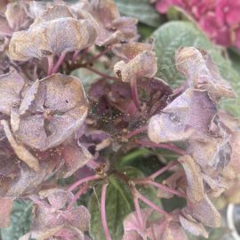 Hortensia, frunze patate (ruginiu) si daunatori
