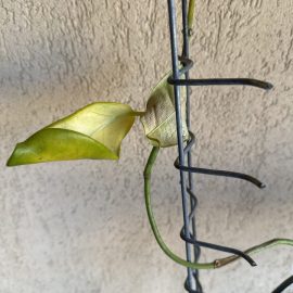 Stephanotis floribunda, caderea frunzelor, lipsa infloririi