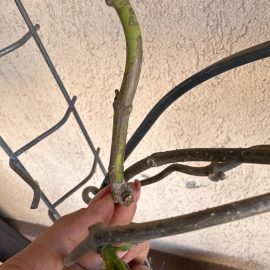Stephanotis floribunda, caderea frunzelor, lipsa infloririi