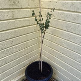 Liliac – frunze uscate dupa transplantare