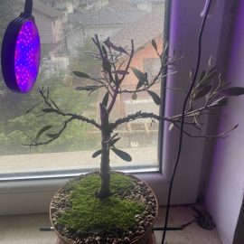 Maslin: bonsai cadere frumze