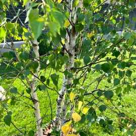 Mesteacan plantat recent la dimensiuni mari – frunze ingalbenite