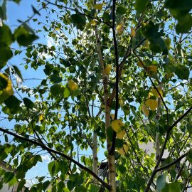 Mesteacan plantat recent la dimensiuni mari - frunze ingalbenite