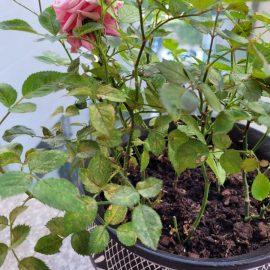 Trandafiri – atac de acarieni, frunze ingalbenite