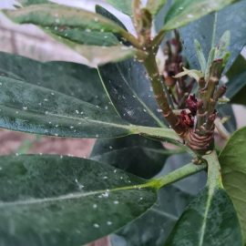 Rhododendron – atac de afide