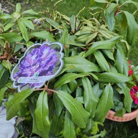 Rhododendron, aspect depreciat