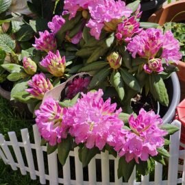 Rhododendron, aspect depreciat
